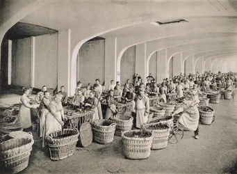 A palackok öblítése, a Moet und Chandon, Epernay által kiadott "La France Vinicole" című kiadványból (fotolitográfia).